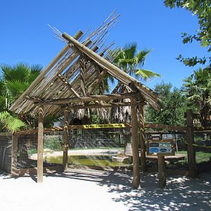 Nile Crocodile Enclosure - Wild Florida
