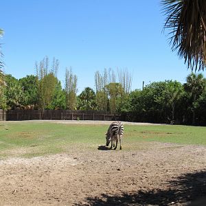 Zebra - African Savanna at Wild Florida