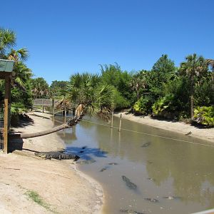 Alligator Enclosure - Wild Florida