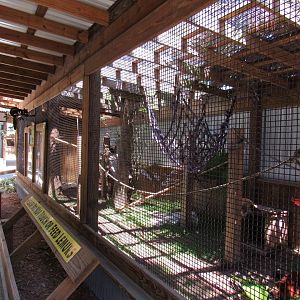 Lemur Enclosure - Wild Florida