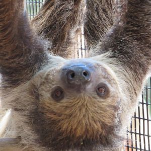 Two toed sloth - Wild Florida