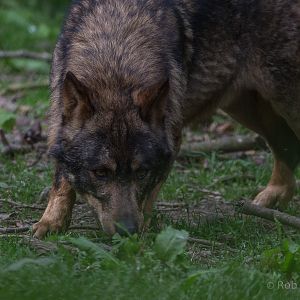 Iberian wolf : Howletts : 07 May 2017