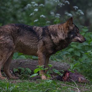 Iberian wolf : Howletts : 07 May 2017