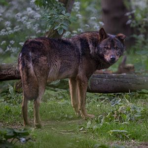 Iberian wolf : Howletts : 07 May 2017