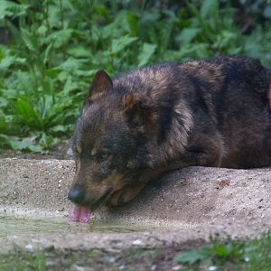 Iberian wolf : Howletts : 07 May 2017