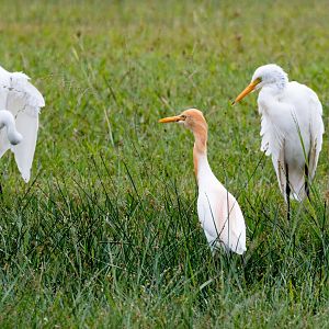 Cattle Egret and Intermediate Egrets