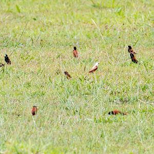 Chestnut Munias