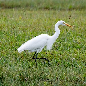 Intermediate Egret