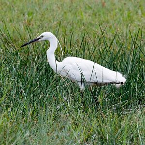 Little Egret