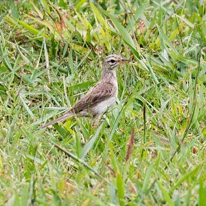 Paddyfield Pipit