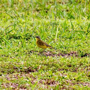 Yellow Wagtail