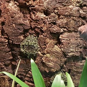 Vietnamese mossy frog
