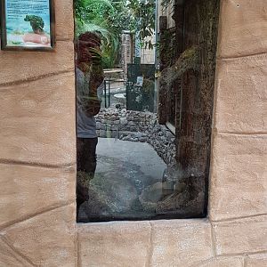 Enclosure Mossy frog