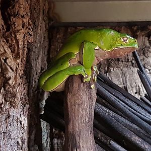 Phyllomedusa bicolor