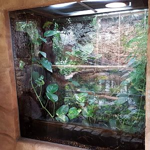 Enclosure Phyllomedusa bicolor