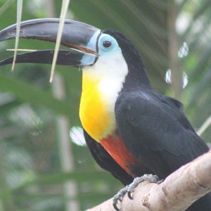 Channel-billed toucan