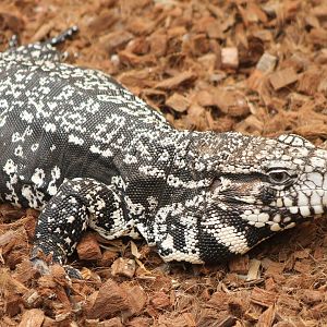 Argentinian black and white tegu