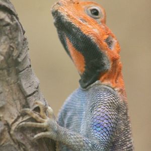 Common agama