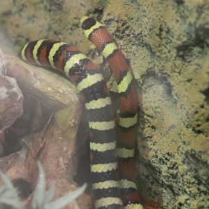 Lampropeltis pyromelanis