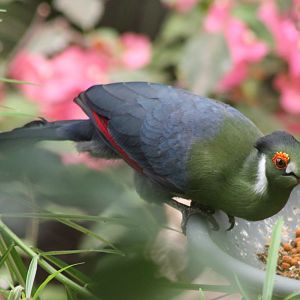 White-cheeked Touraco