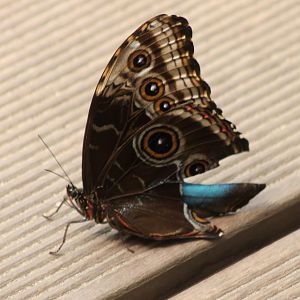 Morpho
