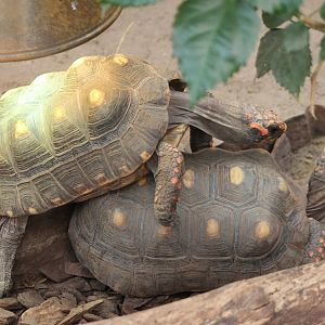 Red-footed Tortoises