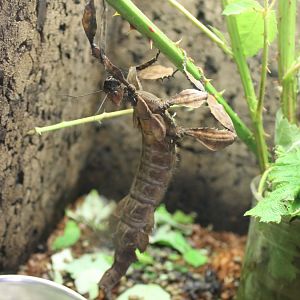 Stick-insect