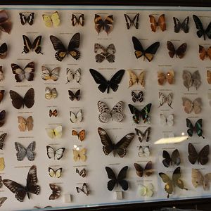 Butterfly-specimens