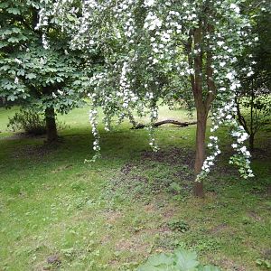 21/5/2017 - African Wild Dog Habitat