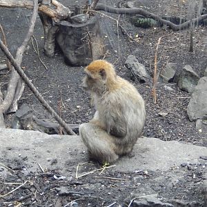 21/5/2017 - Barbary Macaque