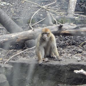 21/5/2017 - Barbary Macaque