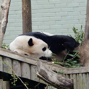 21/5/2017 - Yang Guang