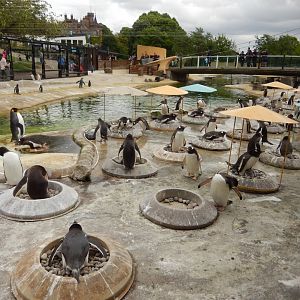 21/5/2017 - Penguins Rock