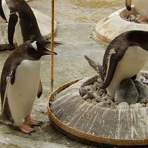21/5/2017 - Gentoo Penguins and Chicks