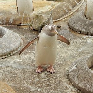 21/5/2017 - Albino Gentoo Penguin