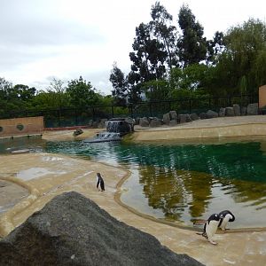 21/5/2017 - Penguins Rock