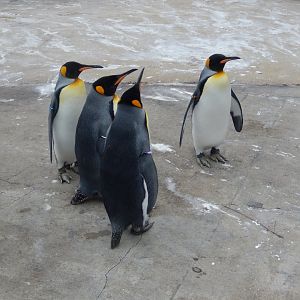 21/5/2017 - King Penguins