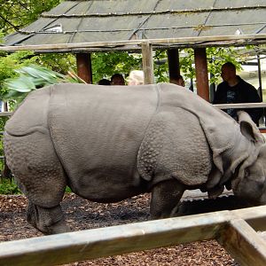 21/5/2017 - Indian Rhino