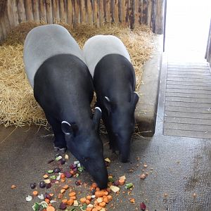 21/5/2017 - Malayan Tapirs