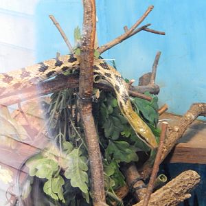 21/5/2017 - Taiwan Beauty Snake