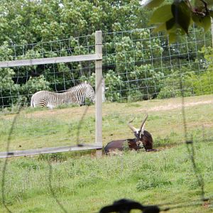 21/5/2017 - Male Nile Lechwe and Grevy's Zebra