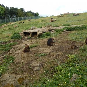 21/5/2017 - Gelada Habitat