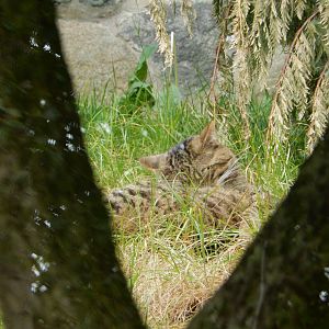21/5/2017 - Scottish Wildcat