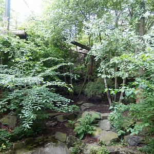 21/5/2017 - Tiger Tracks - Older Exhibit