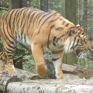 21/5/2017 - Female Sumatran Tiger