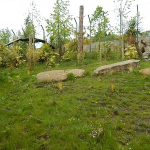 21/5/2017 - Tiger Tracks - Newer Exhibit