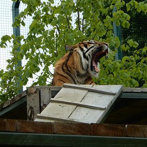 21/5/2017 - Male Sumatran Tiger