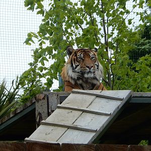 21/5/2017 - Male Sumatran Tiger