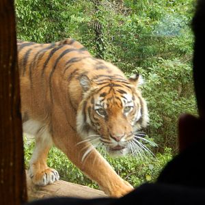 21/5/2017 - Female Sumatran Tiger