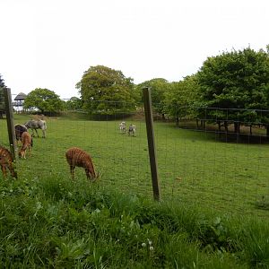 21/5/2017 - Grevy's Zebra/Nyala Savannah